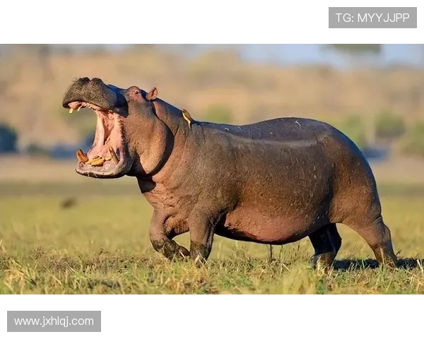 多特蒙德迎战圣彼泽尼强强对决谁能笑到最后